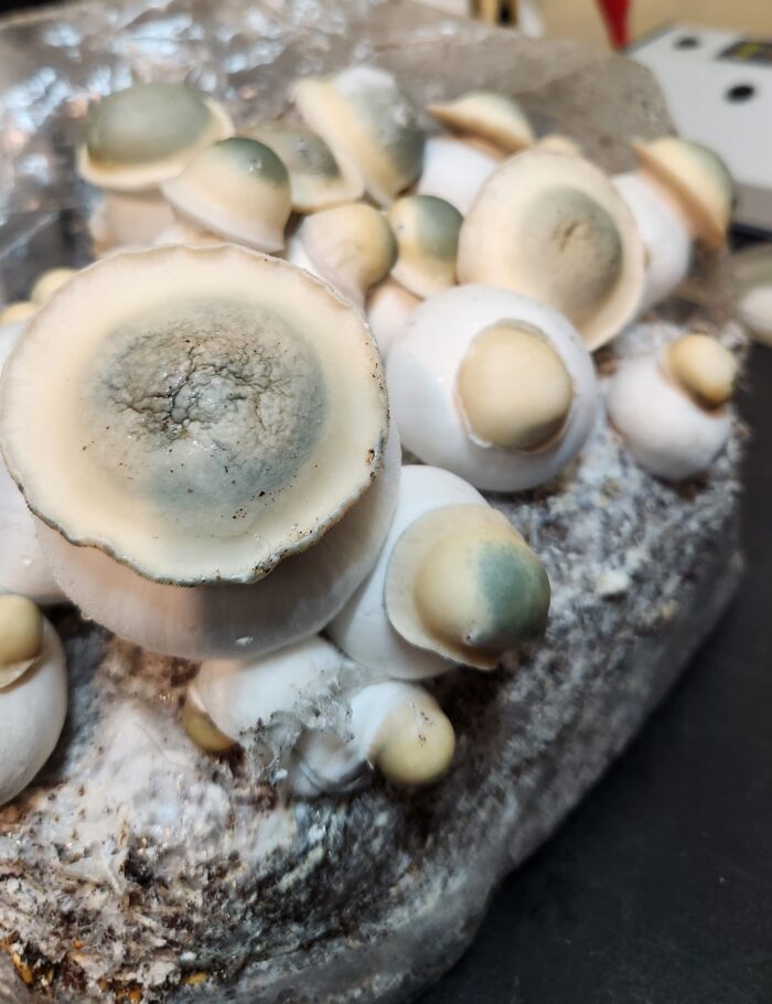 Avalanche Magic Mushrooms