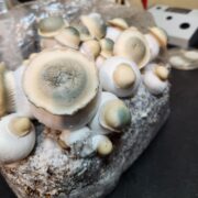 Avalanche Magic Mushrooms