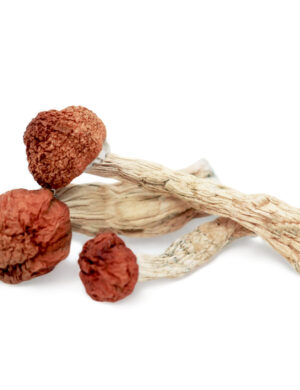 Amazonian Magic Mushrooms