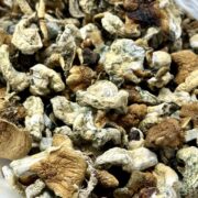 Code Blue Magic Mushrooms