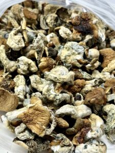 Code Blue Magic Mushrooms