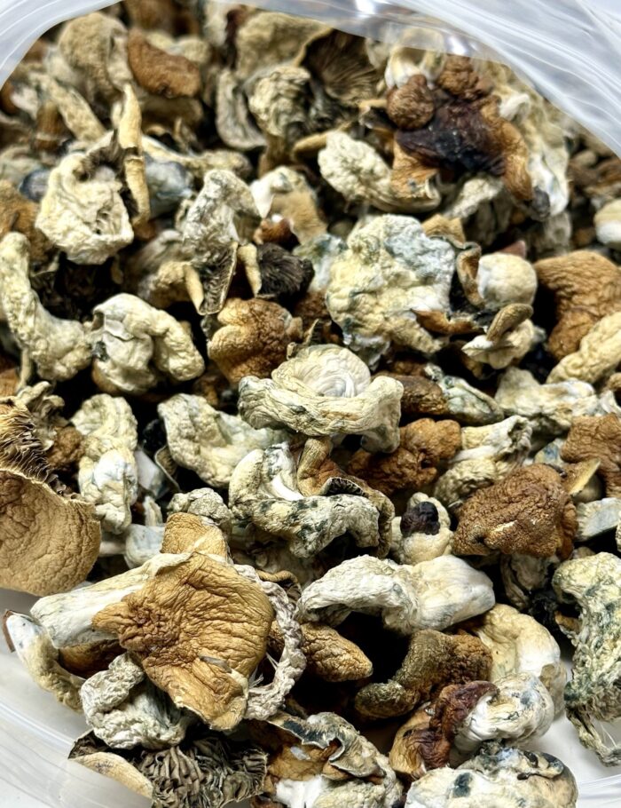 Code Blue Magic Mushrooms