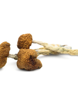 Daddy Long Legs Magic Mushrooms