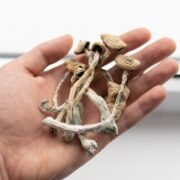 Daddy Long Legs Magic Mushrooms