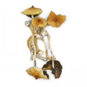 Golden Teacher mushrooms