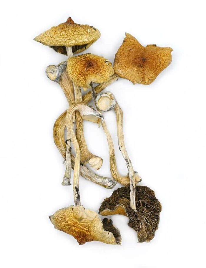 Golden Teacher mushrooms