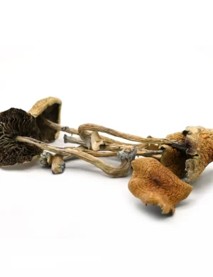 Golden Teacher Mushrooms