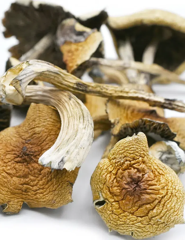 Golden Teacher Mushrooms