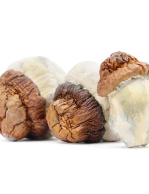 Code Blue Magic Mushrooms