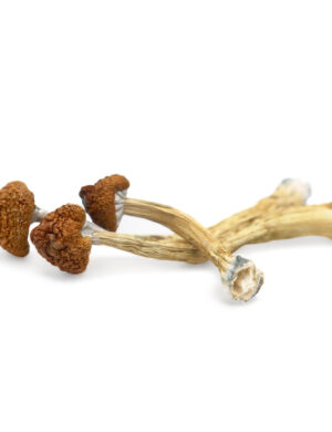 Big Mex Magic Mushrooms