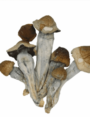 Penis Envy Mushroom