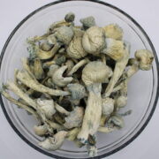 Albino Treasure Coast Magic Mushrooms