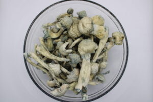 Albino Treasure Coast Magic Mushrooms