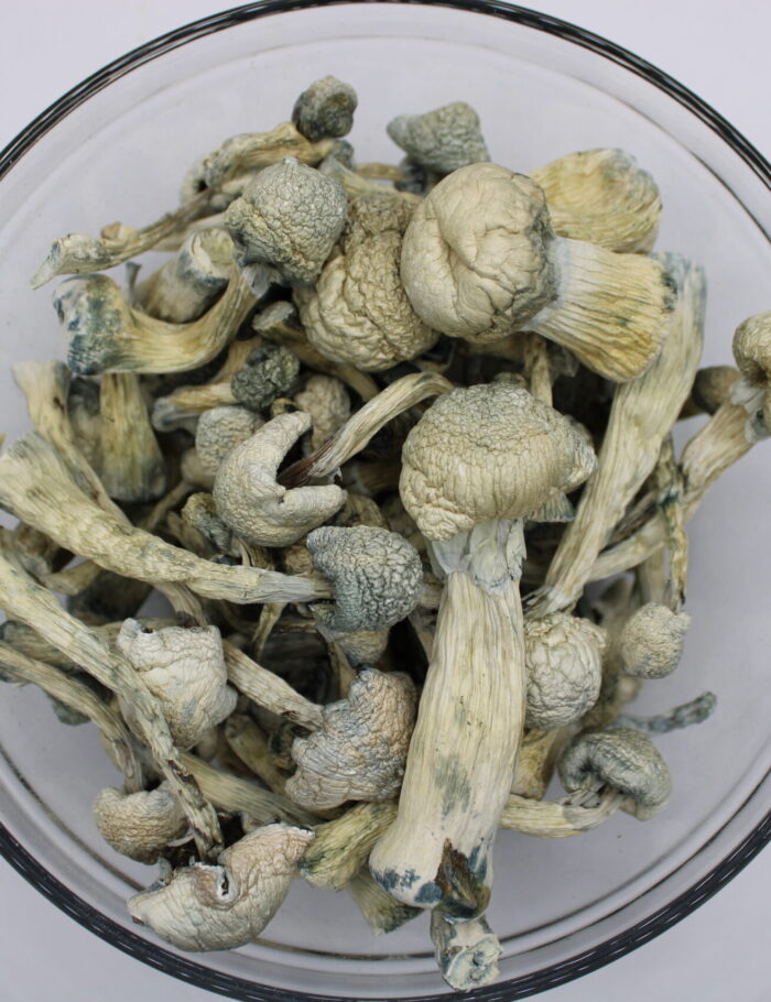 albino-treasure-coast-magic-mushroom-scaled Albino Treasure Coast Magic Mushrooms