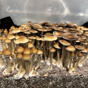 Cambodian Magic Mushrooms