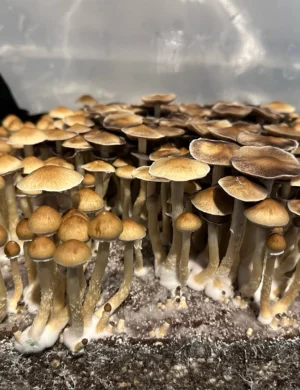 Cambodian Magic Mushrooms