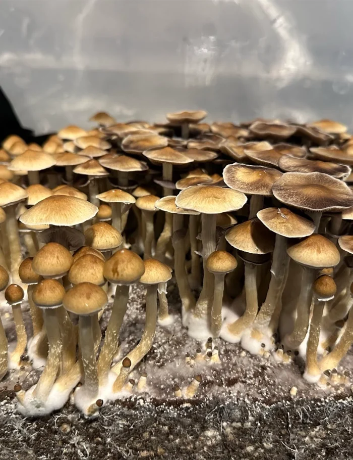 Cambodian Magic Mushrooms