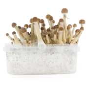 Big Mex Magic Mushrooms