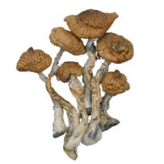 Blue Meanie Magic Mushrooms