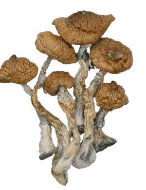 Blue Meanie Magic Mushrooms