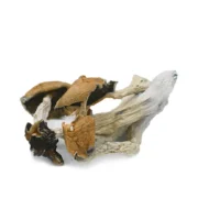 mushrooms-blue-meanie-mycomedley2