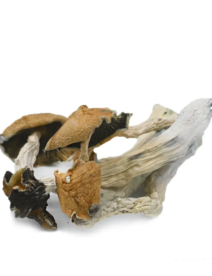 mushrooms-blue-meanie-mycomedley2 mushrooms-blue-meanie-mycomedley2