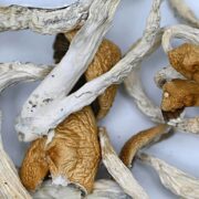 mushrooms-blue-meanie-mycomedley3
