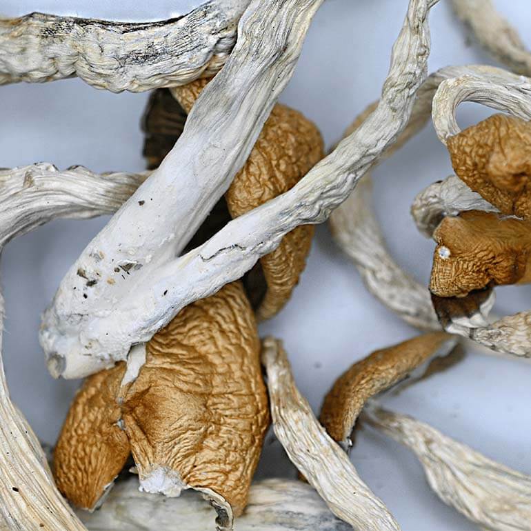 mushrooms-blue-meanie-mycomedley3 mushrooms-blue-meanie-mycomedley3