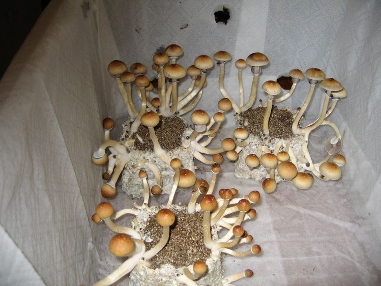 microdosing mushrooms